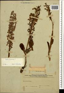 Orchis mascula (L.) L., Caucasus, Azerbaijan (K6) (Azerbaijan)