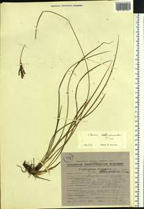 Carex eleusinoides Turcz. ex Kunth, Siberia, Chukotka & Kamchatka (S7) (Russia)