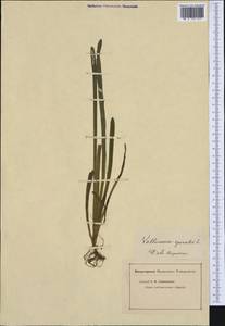 Vallisneria spiralis L., Western Europe (EUR) (Not classified)
