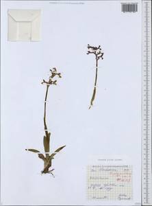 Anacamptis morio subsp. picta (Loisel.) Jacquet & Scappat., Caucasus, Azerbaijan (K6) (Azerbaijan)
