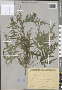 Urtica cannabina L., Siberia, Baikal & Transbaikal region (S4) (Russia)