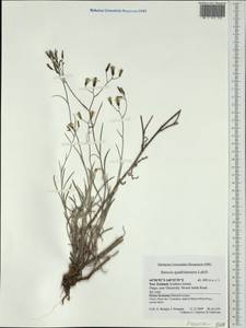 Erechtites quadridentata (Labill.) DC., Australia & Oceania (AUSTR) (New Zealand)