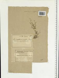 Arenaria serpyllifolia L., Eastern Europe, Northern region (E1) (Russia)