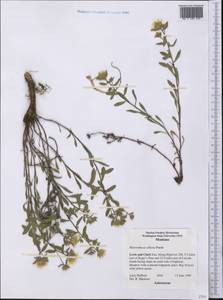 Heterotheca villosa (Pursh) Shinners, America (AMER) (United States)