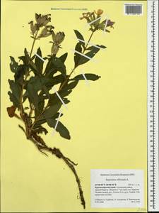 Saponaria officinalis L., Caucasus, Krasnodar Krai & Adygea (K1a) (Russia)