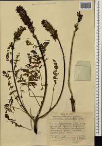 Pedicularis schistostegia Vved., Siberia, Russian Far East (S6) (Russia)