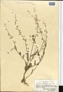 Goldbachia laevigata (M.Bieb.) DC., Middle Asia, Pamir & Pamiro-Alai (M2) (Uzbekistan)