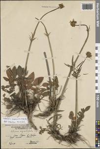 Valeriana cardamines M.Bieb., Caucasus, South Ossetia (K4b) (South Ossetia)