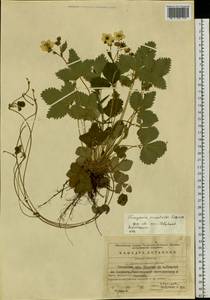 Fragaria orientalis Losinsk., Siberia, Baikal & Transbaikal region (S4) (Russia)