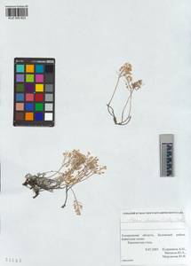 KUZ 005 623, Odontarrhena obovata C.A.Mey., Siberia, Altai & Sayany Mountains (S2) (Russia)