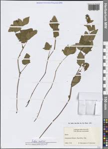 Rubus arcticus L., Siberia, Russian Far East (S6) (Russia)