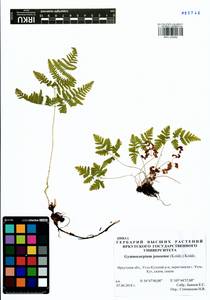 Gymnocarpium jessoense, Siberia, Baikal & Transbaikal region (S4) (Russia)