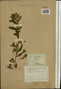 Buglossoides arvensis (L.) I. M. Johnst., Eastern Europe, North-Western region (E2) (Russia)