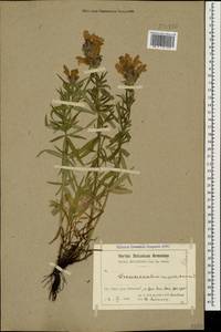 Dracocephalum ruyschiana L., Caucasus, Armenia (K5) (Armenia)