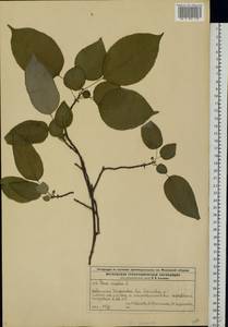 Malus sylvestris Mill., Eastern Europe, Moscow region (E4a) (Russia)