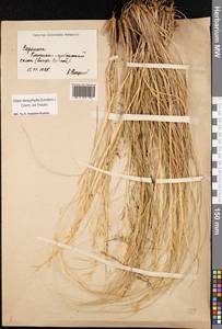 Stipa dasyphylla (Lindem.) Czern. ex Trautv., Eastern Europe, Lower Volga region (E9) (Russia)