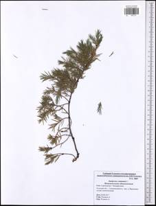 Juniperus communis L., Eastern Europe, Central region (E4) (Russia)