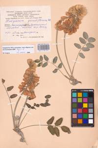 Hedysarum grandiflorum Pall., Eastern Europe, Lower Volga region (E9) (Russia)