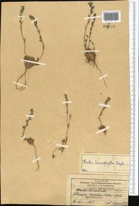 Draba lasiophylla Royle, Middle Asia, Pamir & Pamiro-Alai (M2)