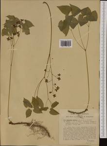 Epimedium alpinum L., Western Europe (EUR) (Italy)