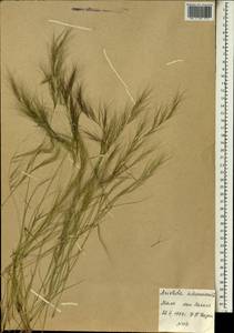 Aristida adscensionis L., Africa (AFR) (Mali)