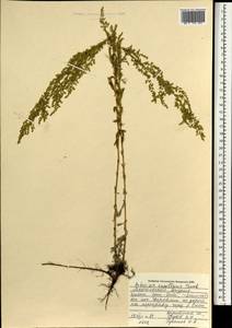 Artemisia capillaris Thunb., Mongolia (MONG) (Mongolia)