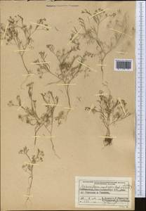 Psammogeton capillifolium (Regel & Schmalh.) Mousavi, Mozaff. & Zarre, Middle Asia, Pamir & Pamiro-Alai (M2) (Uzbekistan)