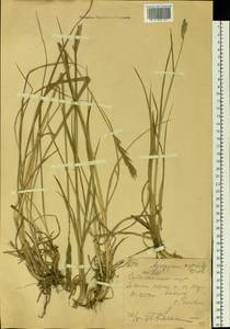 Elymus mutabilis (Drobow) Tzvelev, Siberia, Western (Kazakhstan) Altai Mountains (S2a) (Kazakhstan)