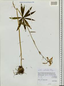 Lilium medeoloides A.Gray, Siberia, Chukotka & Kamchatka (S7) (Russia)