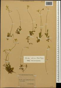 Draba sibirica (Pall.) Thell., Caucasus, Stavropol Krai, Karachay-Cherkessia & Kabardino-Balkaria (K1b) (Russia)