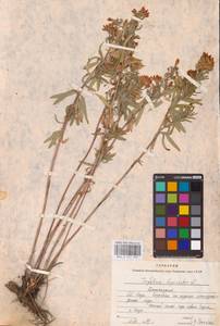 Trifolium lupinaster L., Eastern Europe, Eastern region (E10) (Russia)