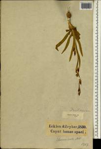 Sparaxis villosa (Burm.f.) Goldblatt, Africa (AFR) (South Africa)