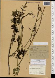 Dichoropetalum pschawicum (Boiss.) Pimenov & Kljuykov, Caucasus, Stavropol Krai, Karachay-Cherkessia & Kabardino-Balkaria (K1b) (Russia)