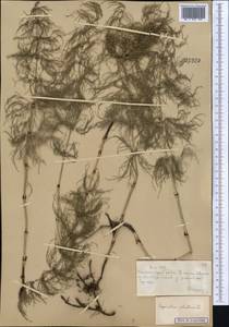 Equisetum sylvaticum L., Middle Asia, Muyunkumy, Balkhash & Betpak-Dala (M9) (Kazakhstan)