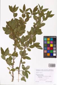Syringa vulgaris L., Eastern Europe, Central forest-and-steppe region (E6) (Russia)
