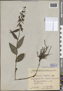 Epipactis helleborine (L.) Crantz, Eastern Europe, Central forest-and-steppe region (E6) (Russia)