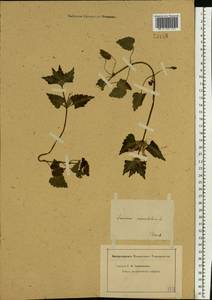 Lamium maculatum (L.) L., Eastern Europe, North-Western region (E2) (Russia)