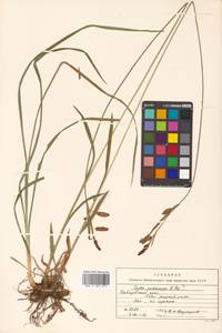Carex scita var. riishirensis (Franch.) Kük., Siberia, Russian Far East (S6) (Russia)