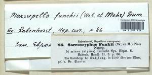 Marsupella funckii (F. Weber & D. Mohr) Dumort., Bryophytes, Bryophytes - Western Europe (BEu) (Austria)
