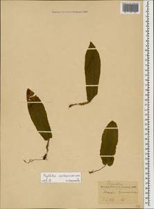 Asplenium scolopendrium subsp. scolopendrium, Caucasus, Black Sea Shore (from Novorossiysk to Adler) (K3) (Russia)