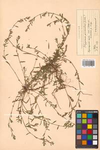 Polygonum aviculare subsp. neglectum (Besser) Arcang., Siberia, Russian Far East (S6) (Russia)