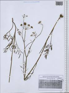 Oenanthe peucedanifolia Pollich, Western Europe (EUR)