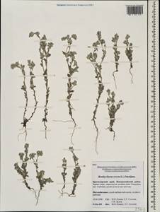 Bombycilaena erecta (L.) Smoljan., Caucasus, Black Sea Shore (from Novorossiysk to Adler) (K3) (Russia)