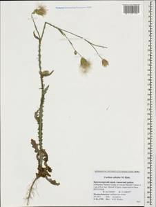 Carduus pycnocephalus subsp. albidus (M. Bieb.) Kazmi, Caucasus, Krasnodar Krai & Adygea (K1a) (Russia)