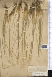 Stipa sareptana A.K.Becker, Middle Asia, Muyunkumy, Balkhash & Betpak-Dala (M9) (Kazakhstan)