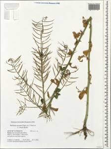Barbarea vulgaris (L.) W.T. Aiton, Crimea (KRYM) (Russia)