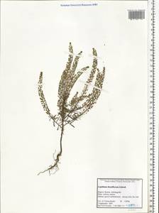 Lepidium densiflorum Schrad., Eastern Europe, Northern region (E1) (Russia)