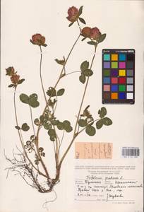 Trifolium pratense L., Eastern Europe, Central region (E4) (Russia)