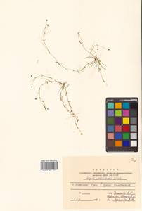 Sagina maxima subsp. crassicaulis (S. Watson) G. E. Crow, Siberia, Russian Far East (S6) (Russia)