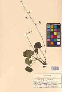 Micranthes nelsoniana subsp. aestivalis (Fisch. & C. A. Mey.) Elven & D. F. Murray, Siberia, Russian Far East (S6) (Russia)